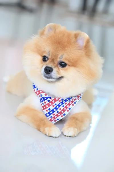 Cachorro de pomerania perro —  Fotos de Stock