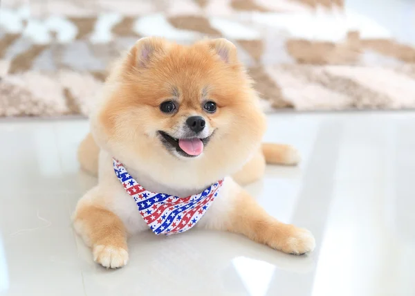 Pomeranian puppy dog — Stock Photo, Image