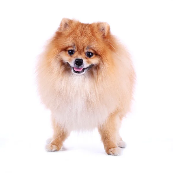 Pomerania cane sorriso su sfondo bianco — Foto Stock