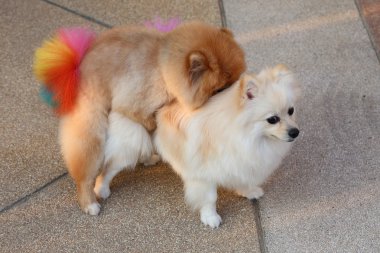 pomeranian köpeklerin çiftleşme