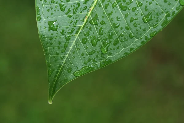 水の滴と緑の葉 — ストック写真