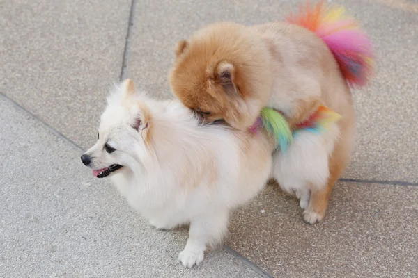 Perros pomeranianos apareamiento — Foto de Stock