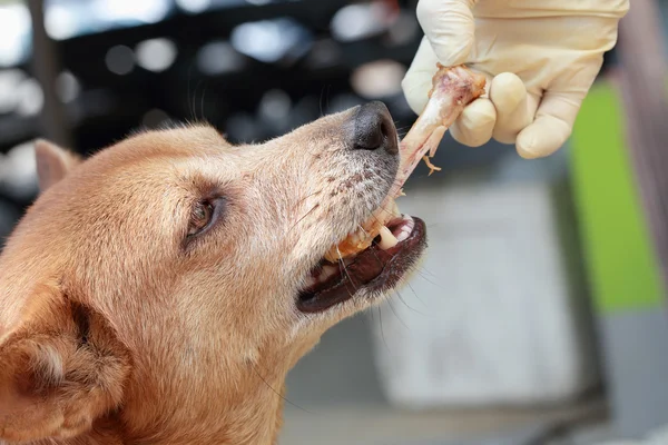 sahibinden kemik yiyen köpek