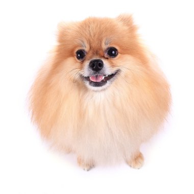 Pomeranian köpeği beyaz arkaplanda izole edildi