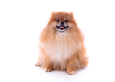 Pomeranian köpeği beyaz arkaplanda izole edildi