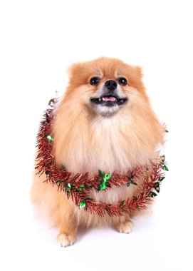 Yeni yıl tinsel dekorasyon Pomeranya köpeği giyinmiş