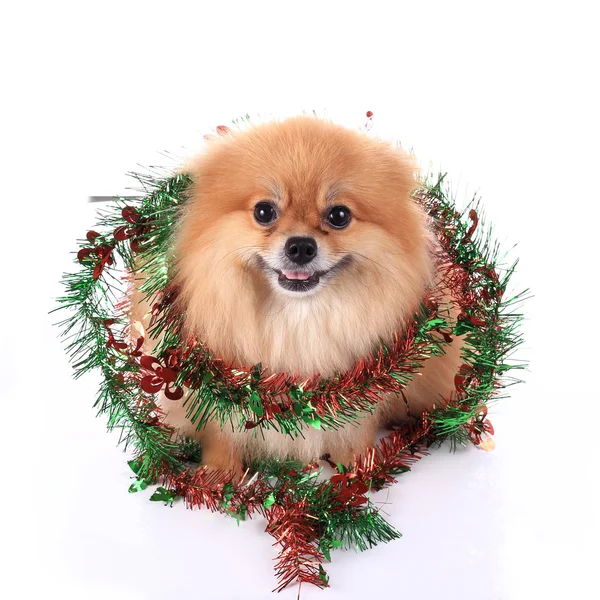 Pomeranian hund klädd Juldekoration — Stockfoto
