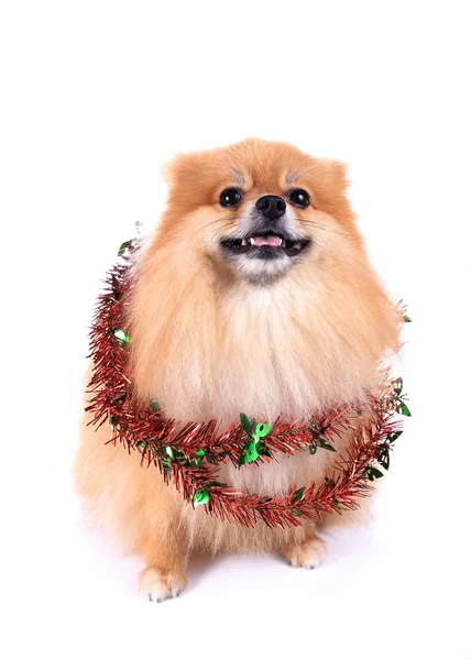 Cane pomerania vestito nuovo anno decorazione orpelli — Foto Stock