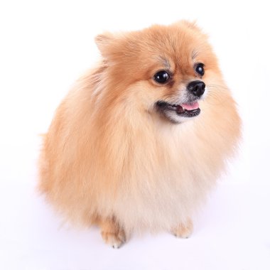 Pomeranian köpeği beyaz arkaplanda izole edildi