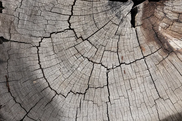 木の質感の背景 — ストック写真