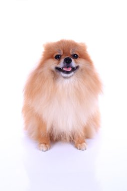 Pomeranian köpeği beyaz arkaplanda izole edildi