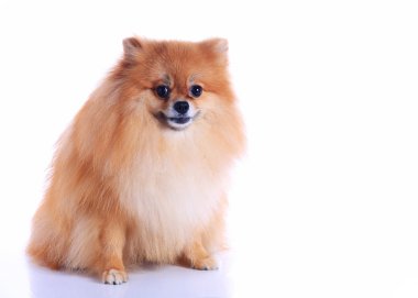 Pomeranian köpeği beyaz arkaplanda izole edildi