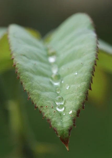 Hoja con gotas de rocío de agua —  Fotos de Stock