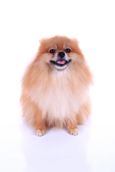 Chien poméranien isolé sur fond blanc — Photo