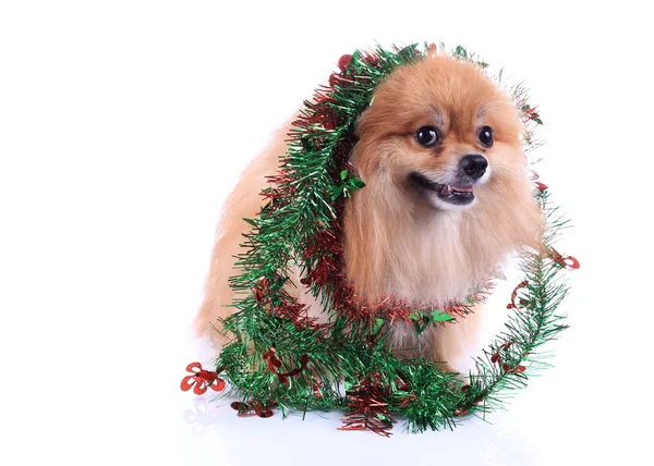 ポメラニアン犬服を着てクリスマスの装飾 — ストック写真
