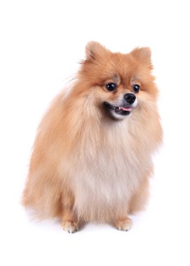 Pomeranian köpeği beyaz arkaplanda izole edildi