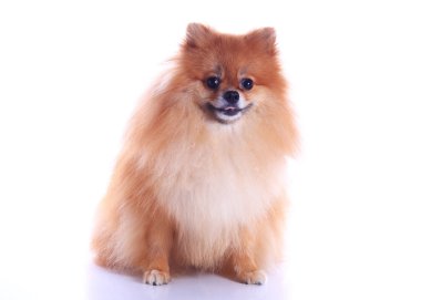 Pomeranian köpeği beyaz arkaplanda izole edildi