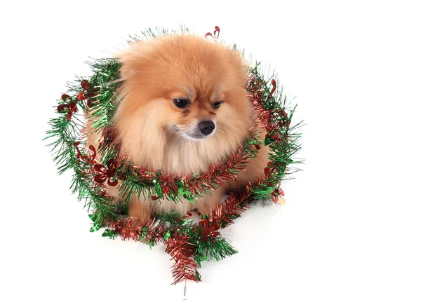 Pomeranian σκύλος ντυμένος Χριστούγεννα διακόσμηση — Φωτογραφία Αρχείου