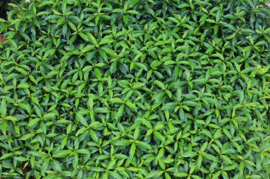 Yeşil yaprak doğa dokusu arkaplanı