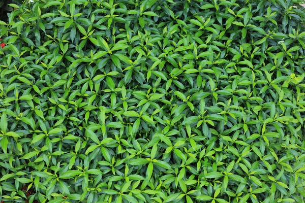 Zelené listy příroda textura pozadí — Stock fotografie