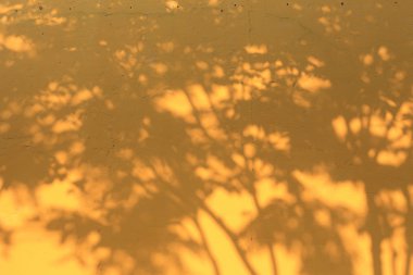 Sarı harç Duvar ağaç gölgesi