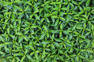 Yeşil yaprak doğa dokusu arkaplanı