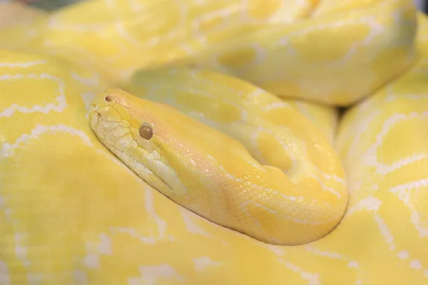 Serpent python tigre albinos, vipère jaune — Photo