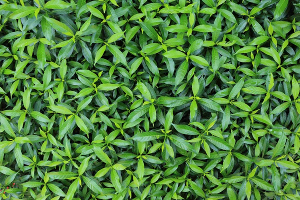 Groene blad natuur textuur achtergrond — Stockfoto