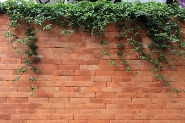 Muro di mattoni e edera foglia verde — Foto Stock