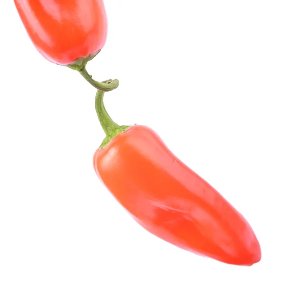 Rode paprika peper geïsoleerd — Stockfoto