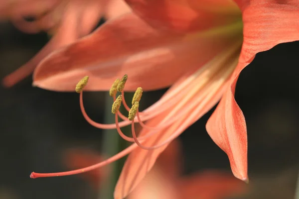 Pollen of orange flower — Stock Photo, Image