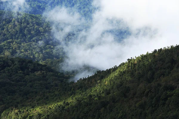 丛林森林和细雾山 — 图库照片