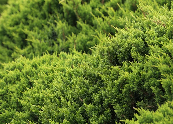 Groene blad natuur achtergrond — Stockfoto