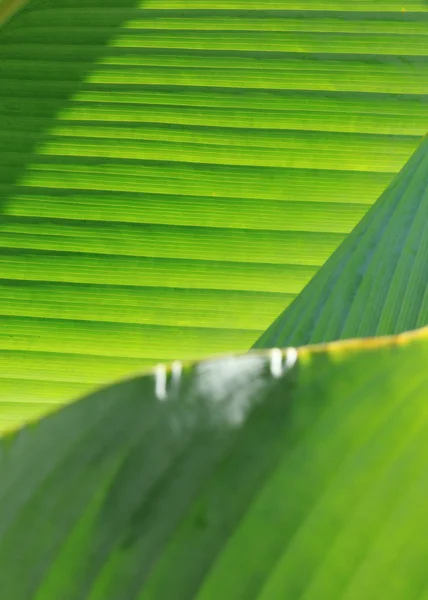Grünes Blatt Natur Hintergrund — Stockfoto