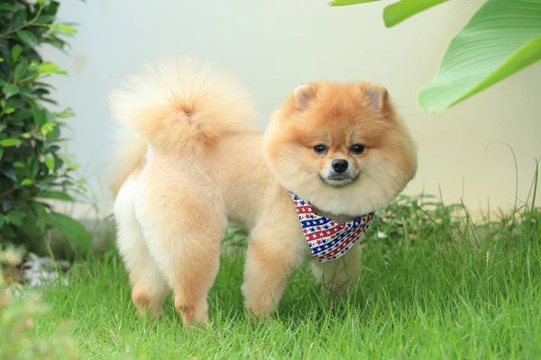 Pomeranian hundvalp söta husdjur i hem — Stockfoto