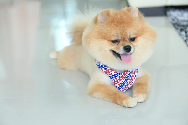 Cachorro cão pomeranian animal de estimação bonito em casa — Fotografia de Stock