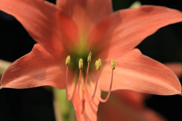 Polen de flor de naranja — Foto de Stock