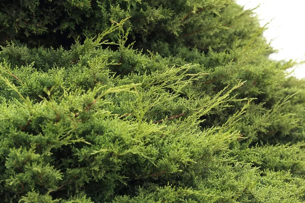 Grön blad natur bakgrund — Stockfoto