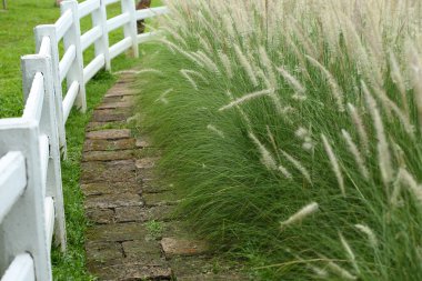 yolu ile beyaz çit çayırda