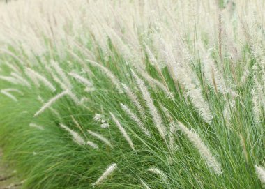 beyaz çiçek yeşil çim çayırda