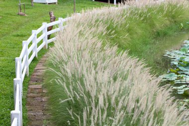 yolu ile beyaz çit çayırda