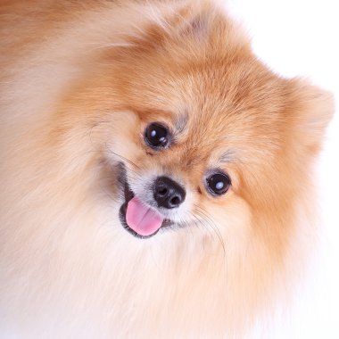 Pomeranian köpeği beyaz arkaplanda izole edildi