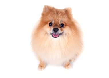Pomeranian köpeği beyaz arkaplanda izole edildi