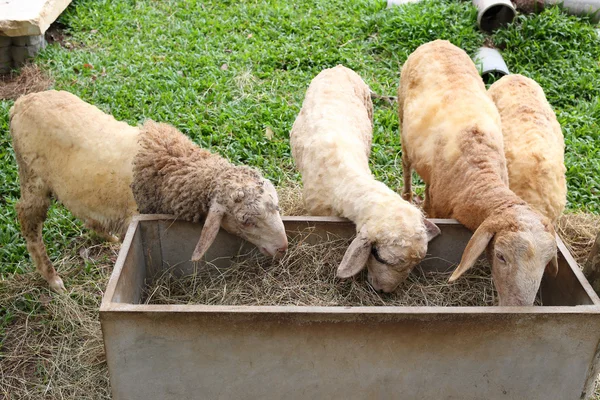 Ovinos comendo alimentos na agricultura agrícola — Fotografia de Stock