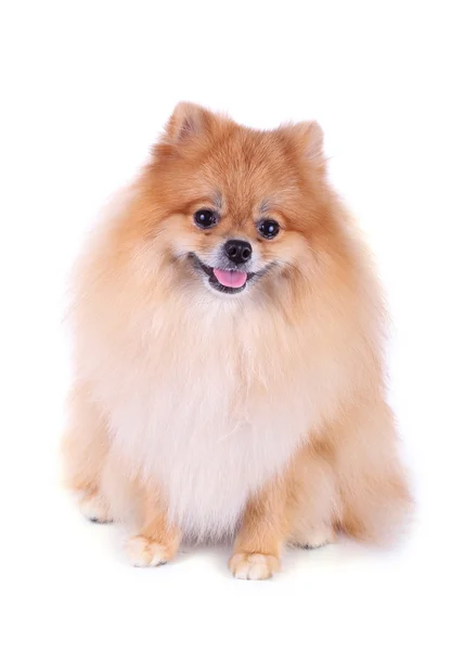 Perro pomerania aislado sobre fondo blanco — Foto de Stock