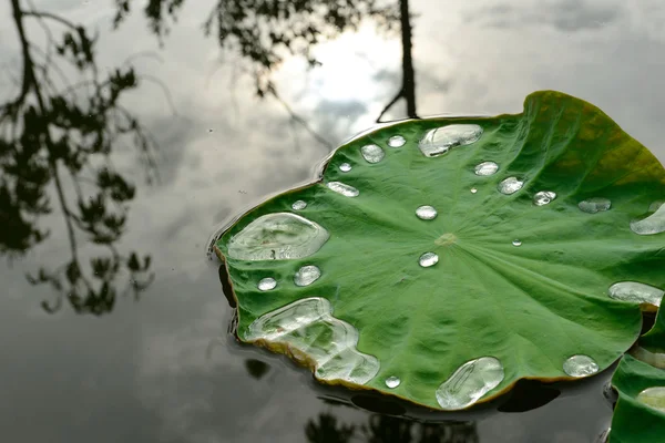 Lotus leaf with water drops — Stock Photo, Image