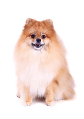 Pomeranian köpeği beyaz arkaplanda izole edildi