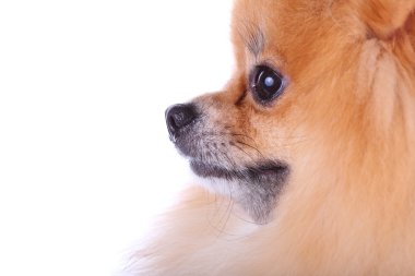 Pomeranian köpek izole yüzünü kapatmak