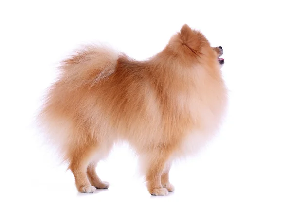 Pomeranian dog isolated on white background — Stock Photo, Image