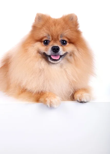 Pomeranian hond geïsoleerd op witte achtergrond — Stockfoto